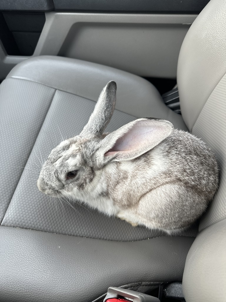 rabbit found on Section Line